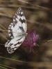 Melanargia lachesis