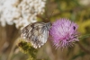 Melanargia lachesis