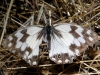 Melanargia lachesis