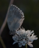 Melanargia lachesis