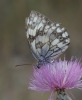 Melanargia lachesis