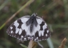 Melanargia lachesis