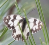 Melanargia lachesis