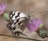 Melanargia lachesis