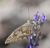 Melanargia lachesis