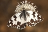 Melanargia lachesis