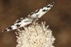 Melanargia lachesis