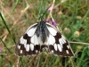 Melanargia lachesis