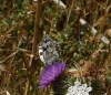 Melanargia lachesis