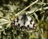 Melanargia lachesis