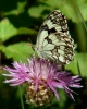 Melanargia lachesis