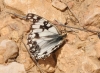 Melanargia occitanica