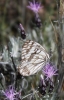 Melanargia occitanica