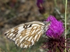 Melanargia occitanica