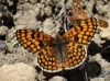 Melitaea deione