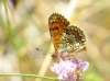 Melitaea deione