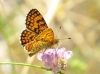 Melitaea deione