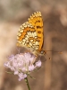 Melitaea deione