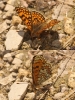 Melitaea deione