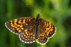 Melitaea diamina