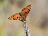 Melitaea didyma