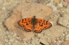 Melitaea didyma