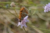 Melitaea didyma