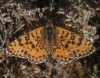 Melitaea didyma