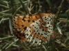 Melitaea didyma