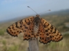 Melitaea didyma