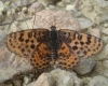 Melitaea didyma