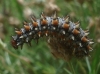 Melitaea didyma