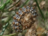 Melitaea didyma