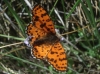 Melitaea didyma