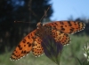 Melitaea didyma