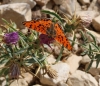 Melitaea didyma