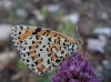 Melitaea didyma