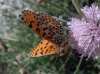 Melitaea didyma