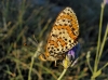 Melitaea didyma