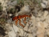 Melitaea didyma