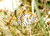 Melitaea didyma