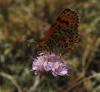 Melitaea didyma