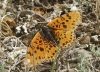 Melitaea didyma