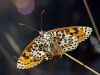 Melitaea didyma