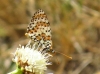 Melitaea didyma