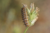 Melitaea didyma