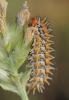 Melitaea didyma