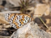 Melitaea didyma