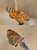 Melitaea didyma