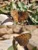 Melitaea didyma